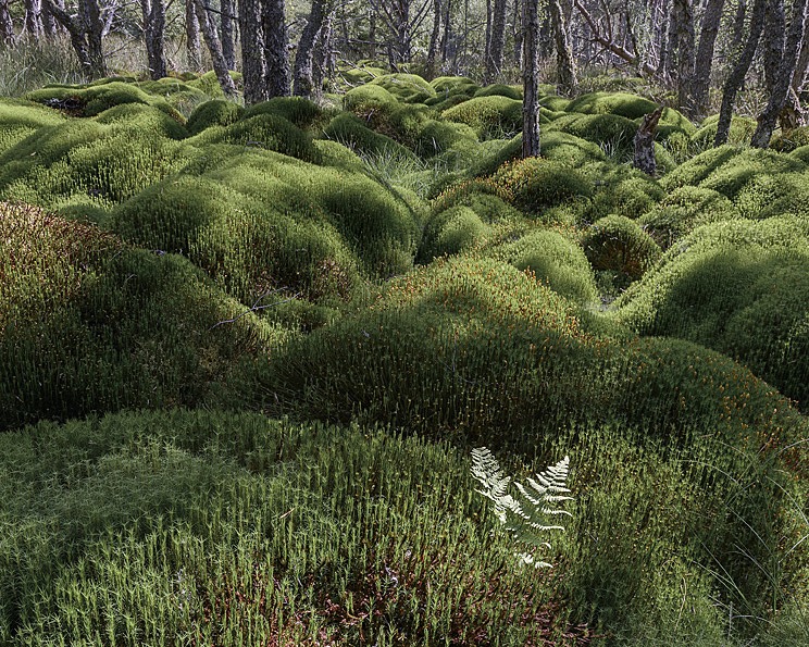 Scottish Nature Photographer of the Year