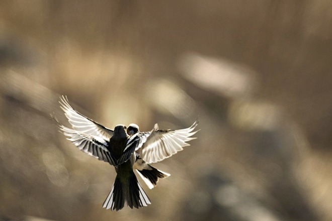 Contribute to the Zero Footprint project