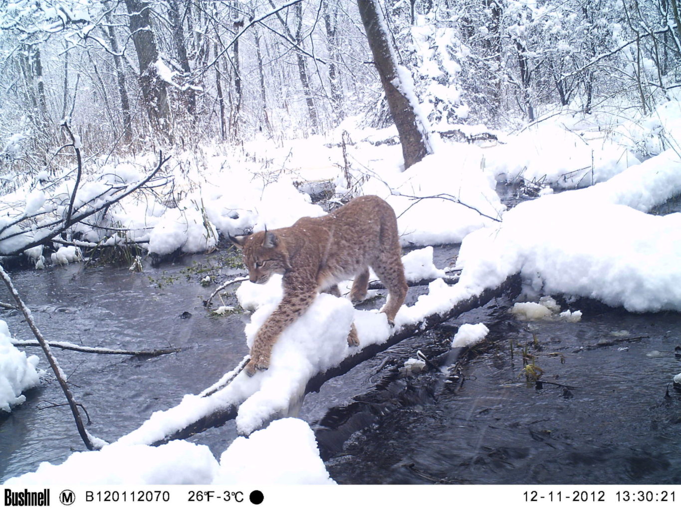 Cameras offer insights into Chernobyl's wildlife