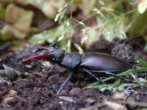 Male stag beetle_credit Colin Hawes.JPG