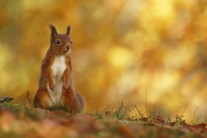 Neil McIntyre's new book on red squirrels