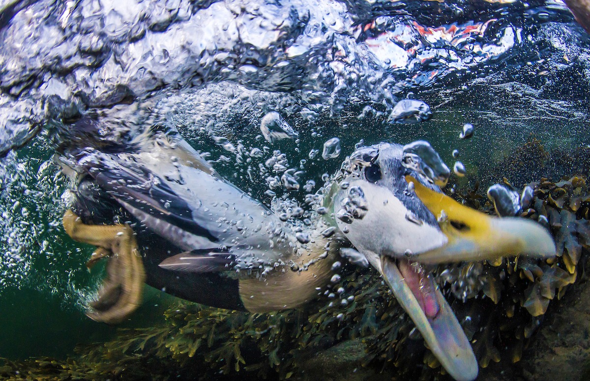 Bird Photographer of the Year 2016