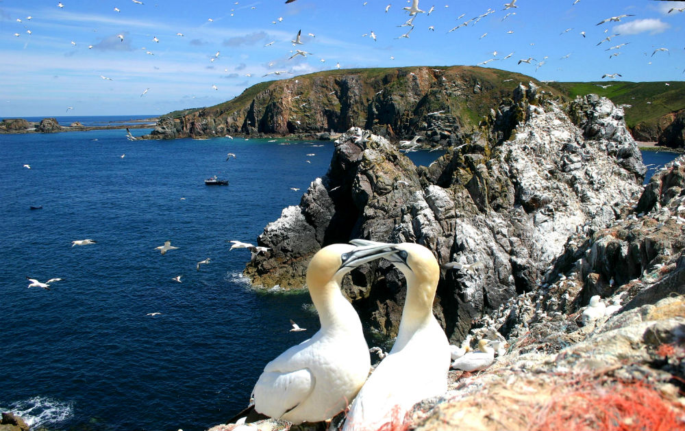 Alderney's gannets go under surveillance