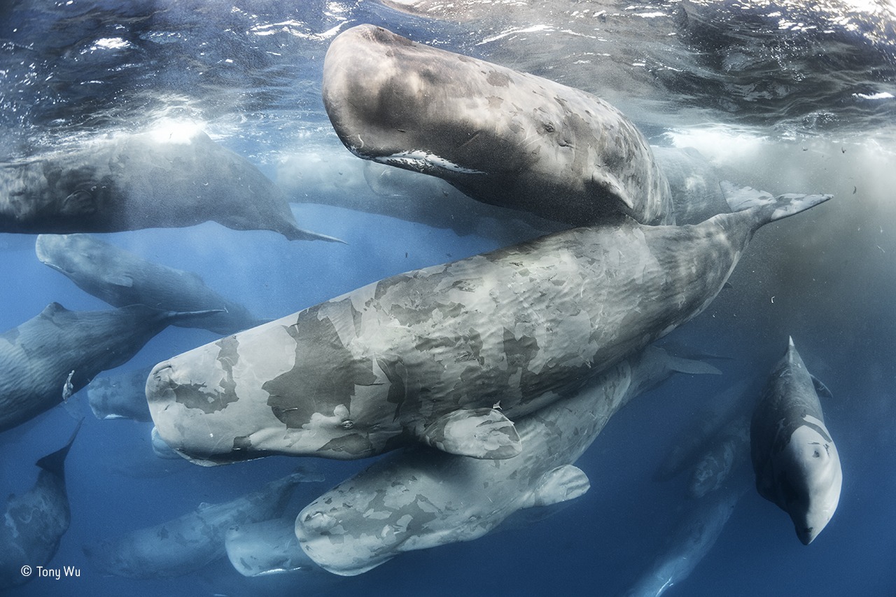 Wildlife Photographer of the Year 2017
