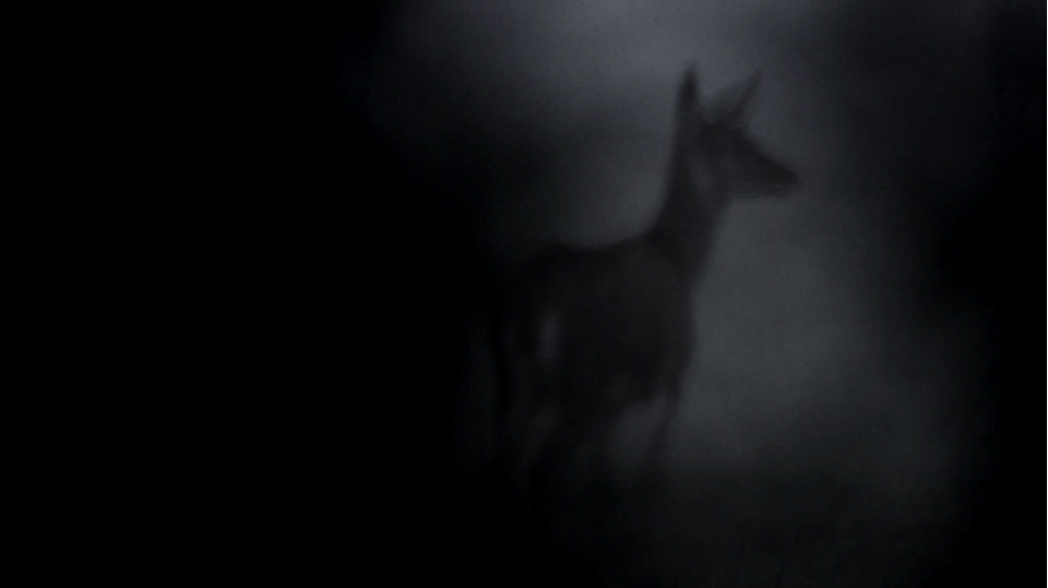 La Nuit du Cerf 1.png - 1