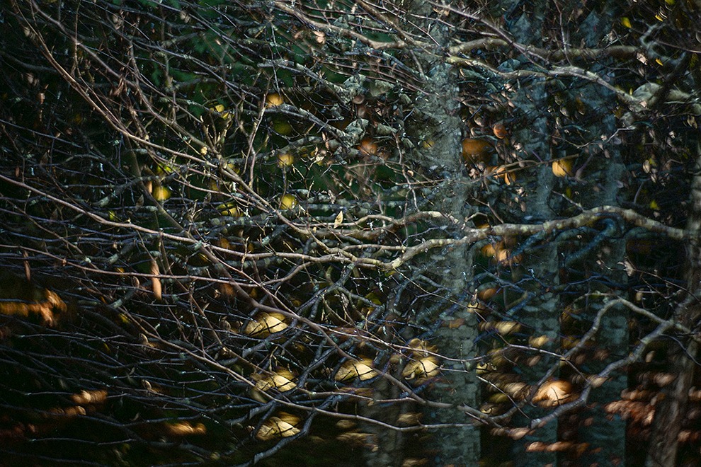 Light and Land on The Mall