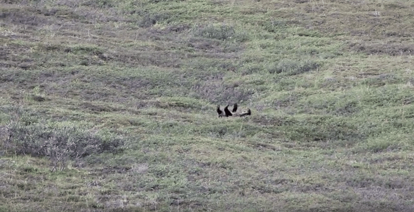 Joy of a roly poly grizzly bear!