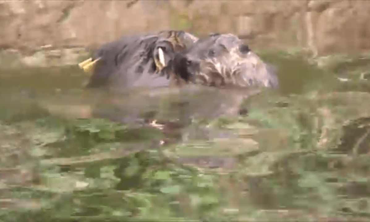 River Otter beaver colony expands - Outdoor Photography Magazine
