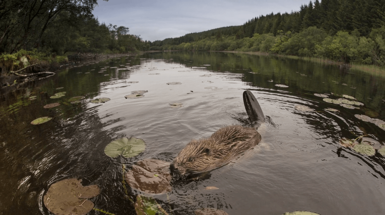 Scotland: The Big Picture