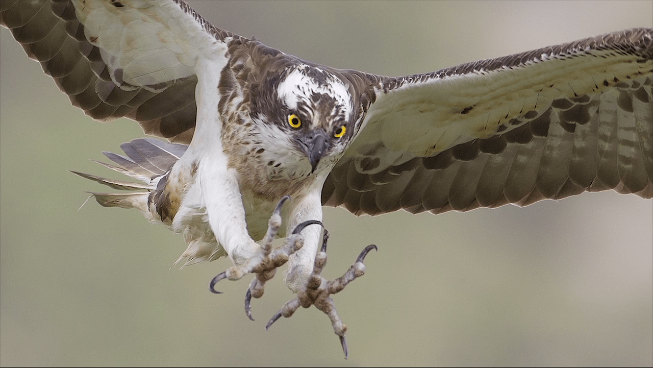 Rewilding Scotland: the osprey