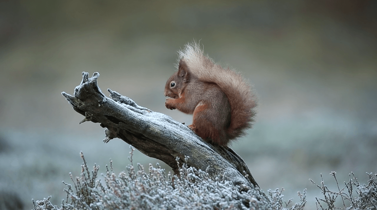 Bringing the red squirrel home