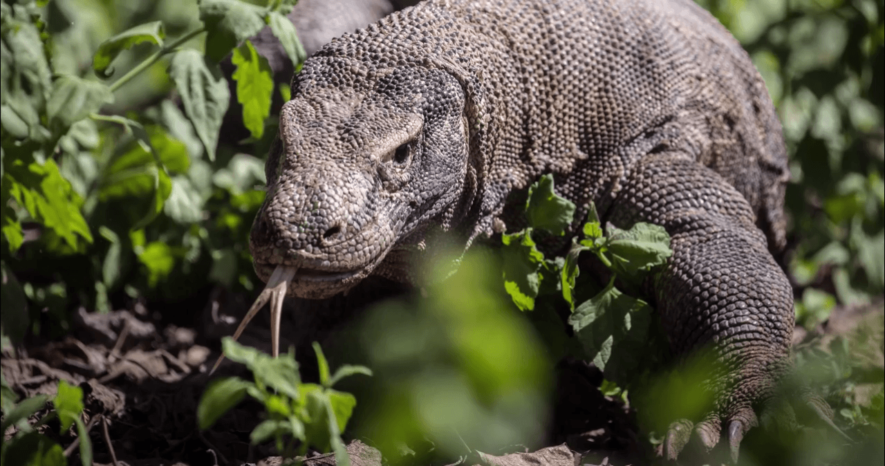 Searching for Komodo dragons and manta rays