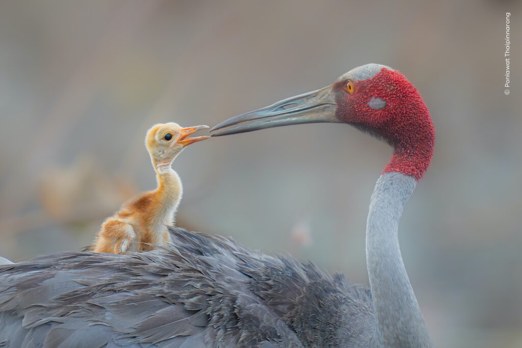Wildlife Photographer of the Year – People's Choice Award - Outdoor ...